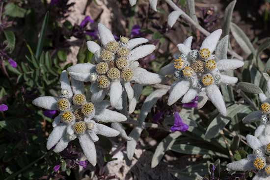 jardin-mont-cenis-en-famille