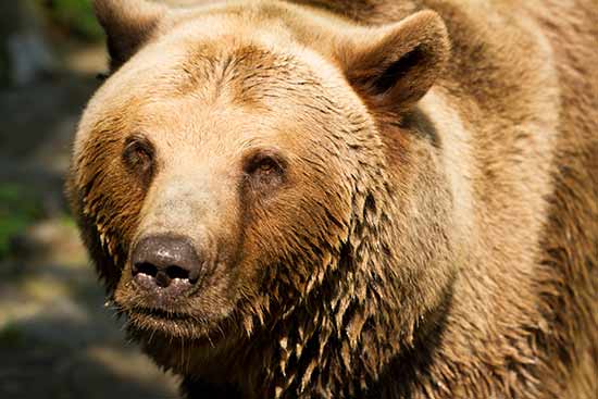 que-faire-en-slovaquie-zoo