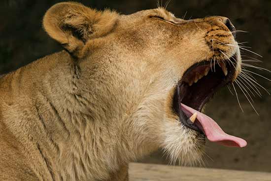 circuit-slovaquie-zoo