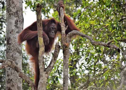 indonésie-avec-bébé