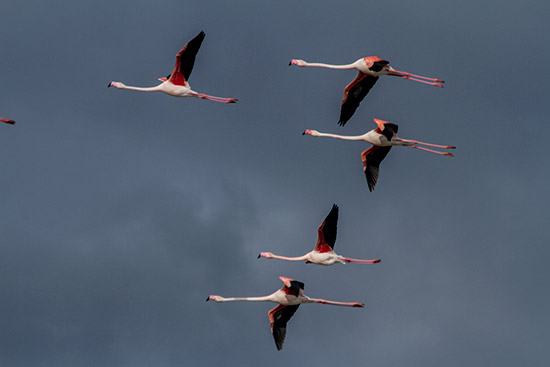 camargue-en-famille-flamands-roses