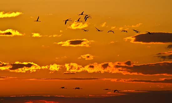 camargue-en-famille-oiseaux