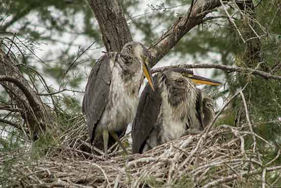 camargue-en-famille