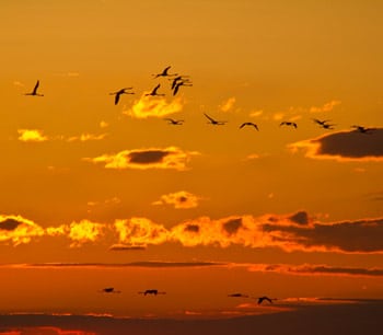 séjour-camargue-famille-enfant-bébé-conseil-flamant-info
