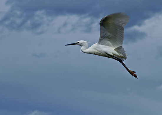vacances-en-camargue-en-famille