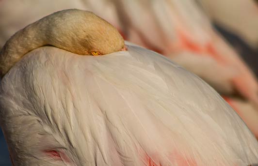 Que faire en Camargue en famille: vacances nature! week-end-en-camargue-en-famille