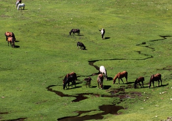 -rando famille enfant topo Chevaux-au-lac-Nino-en-Corse -rando famille enfant topo Chevaux-au-lac-Nino-en-Corse