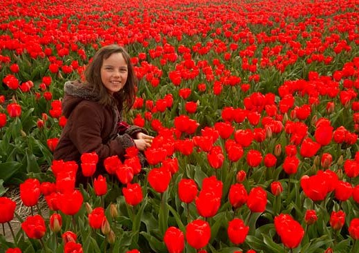 champ-de-tulipes-et-enfant-hollande