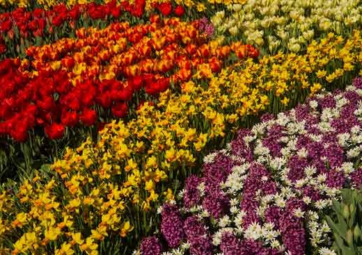 fleurs-hollande-keukenhof