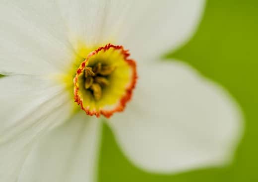 narcisse-vercors narcisse-vercors