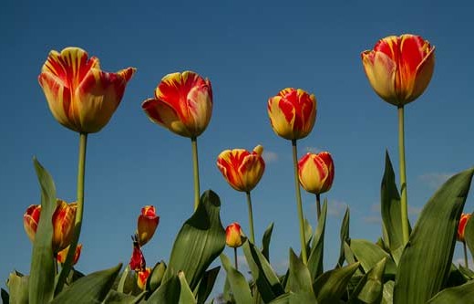 tulipes-hollande