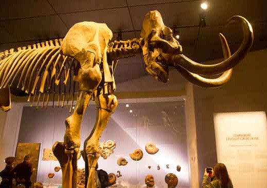 musée-des-confluences--lyon-mammouth