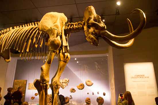 que faire a lyon en famille