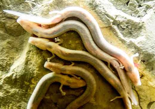 protée-grotte-de-choranche