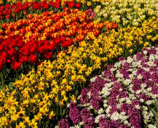 jardin-keukenhof-hollande