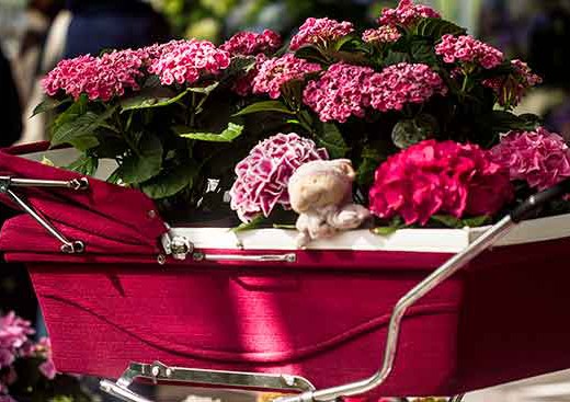 jardin-keukenhof-hollande-fleurs