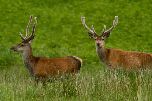 blog voyage ecosse famille