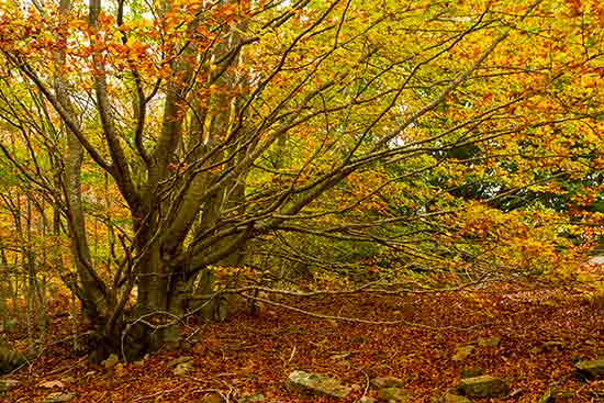 parc-montseny-catalogne-esspagne