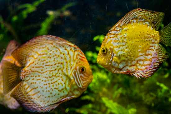 poisson-aquarium-barcelone