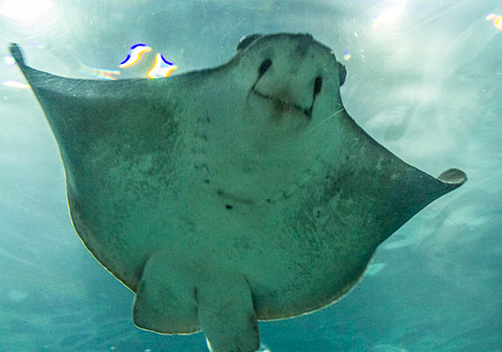 duree visite aquarium barcelone duree visite aquarium barcelone