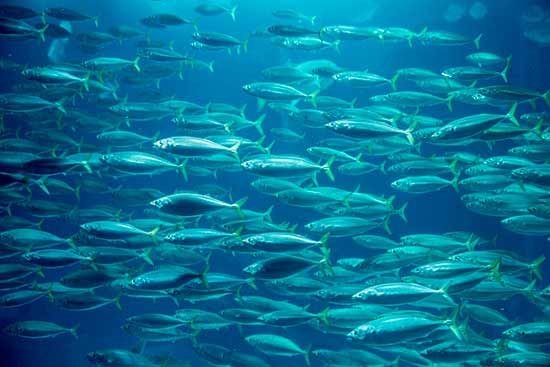 banc-de-poissons-oceanorium-lisbonne