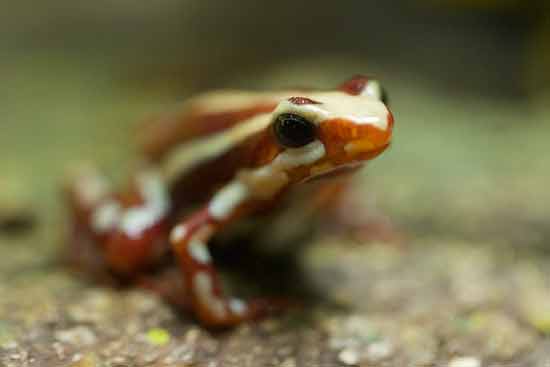 grenouille-oceanorium-lisbonne