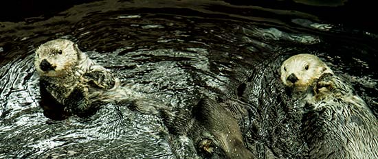 loutre-oceanorium-lisbonne