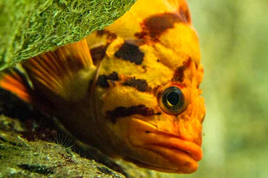 Visiter l’Oceanarium, l’aquarium de Lisbonne poisson-oceanorium-lisbonne