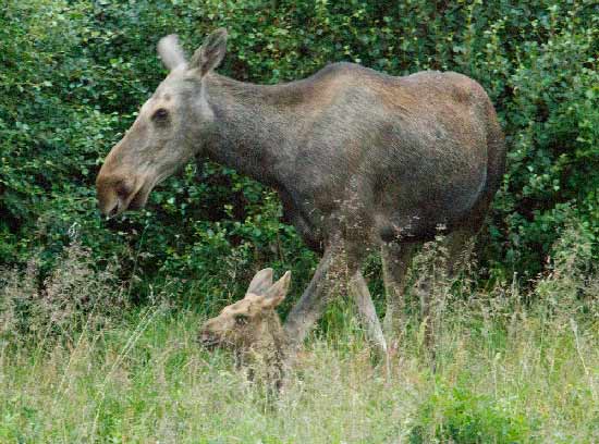 visite norvege en famille
