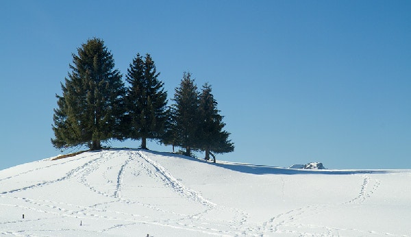sapins-plateau-des-glieres