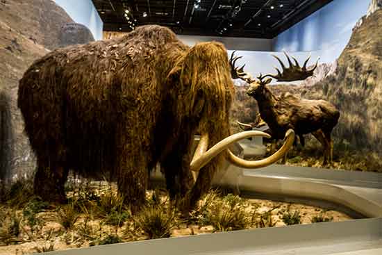 grotte chauvet mammouth ardeche