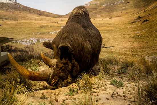grotte chauvet rhinocéros ardeche