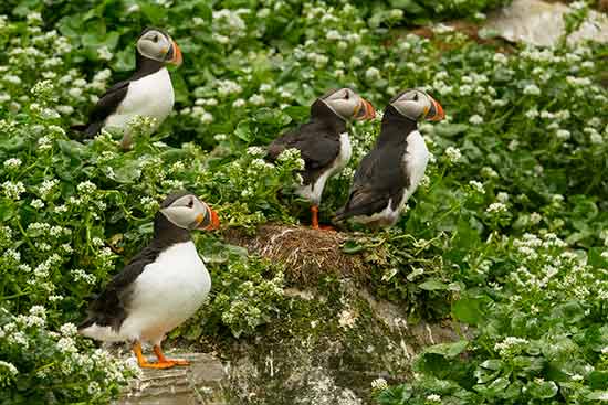 voyage en famille en laponie