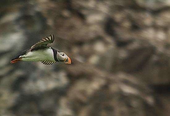 laponie-famille-oiseau