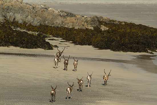 Road-trip en Laponie en fourgon camping-car laponie-rennes