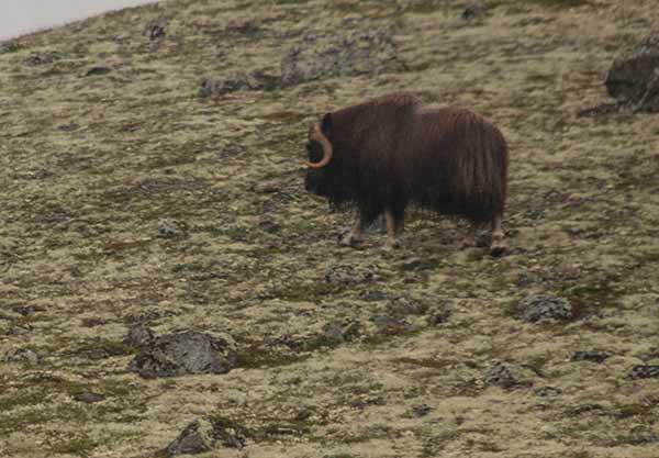 parc-dovrefjell-Norvège-en-famille