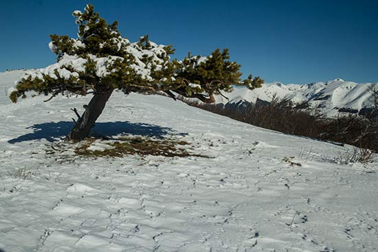 -raquette-isère-sapin-neige