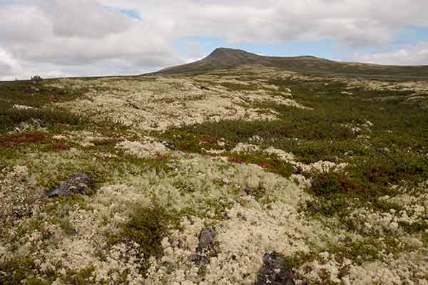 rondane-randonnée-pédestre