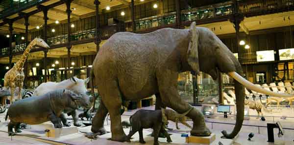 visiter-paris-en-famille-avec-enfants-musée-galerie-évolution