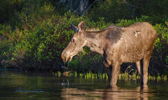 quoi faire à québec famille 