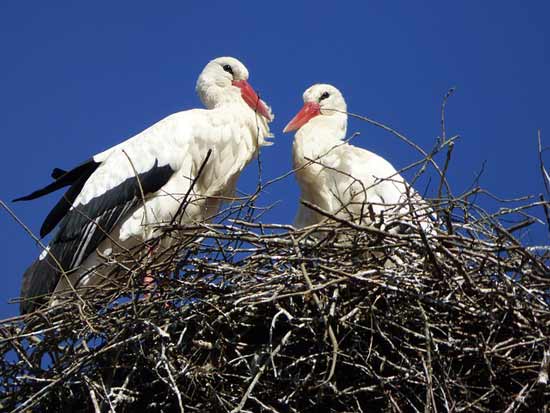 que faire en alsace en famille que faire en alsace en famille