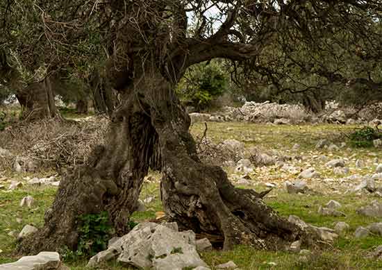 randonnée-croatie-ile-de-pag-lun