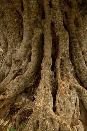 randonnée-croatie-lun-ile-de-pag