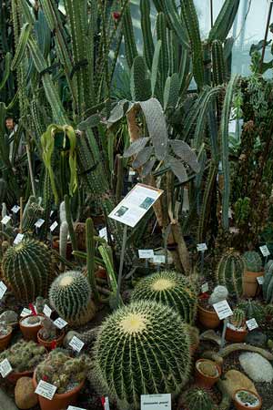 jardin-du-museum-toulouse