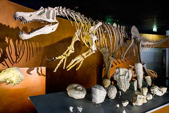 Visiter le Museum d’Histoire Naturelle de Toulouse musee-enfant-toulouse