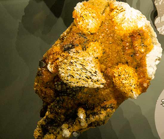 musee-histoire-naturelle-toulouse