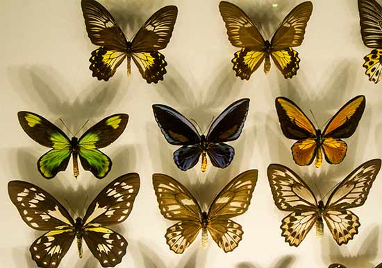 museum-d-histoire-naturelle-toulouse