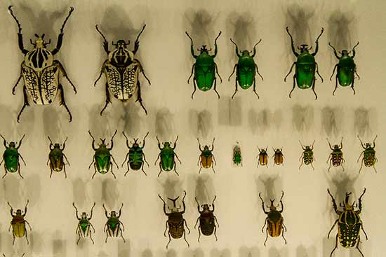 museum-histoire-naturelle-toulouse