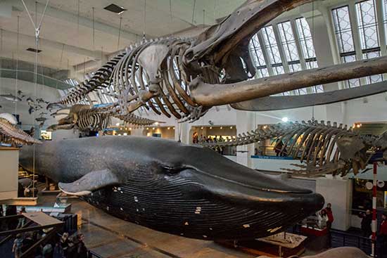 musée gratuit londres musée gratuit londres