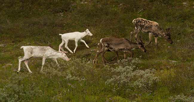 visiter-la-suede-en-camping-car-rennes
